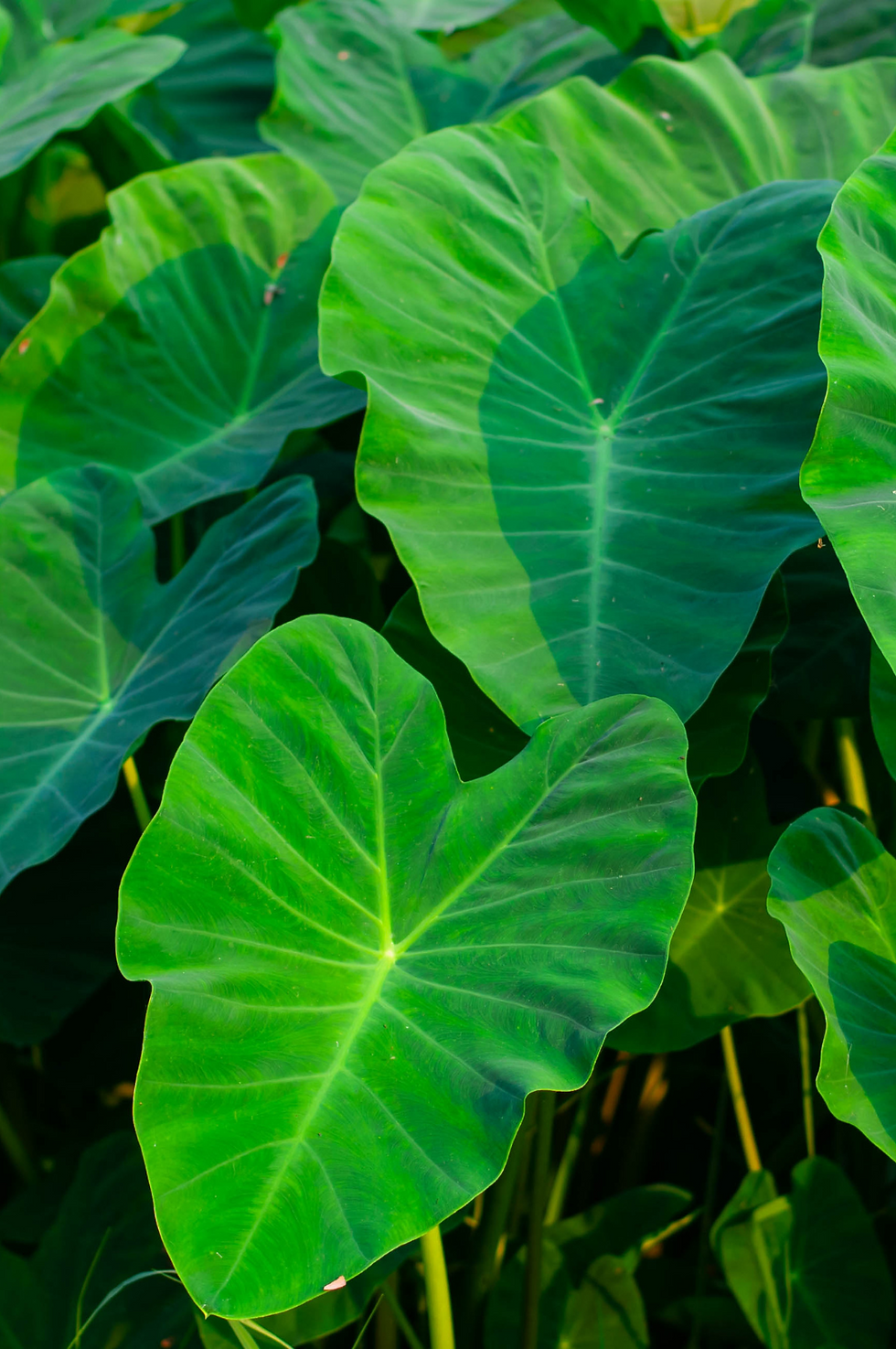 BROADLEAF.png