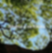 Koa Tree - 1.png