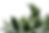 ferns cut out 1.png