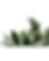 ferns cut out 1.png