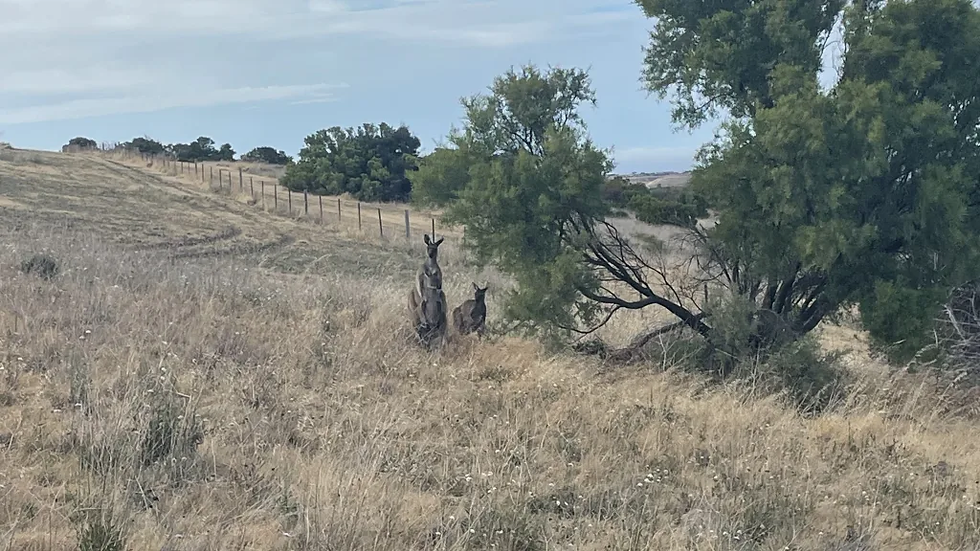 Kangaroos in Marino Conservation Park