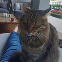 Katzensitting in Osnabrück - Tierbetreuung, Katzenbetreuung vor Ort