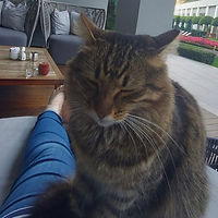 Katzenbetreuung im Raum Osnabrück - Tierbetreuung Zuhause - Bramsche