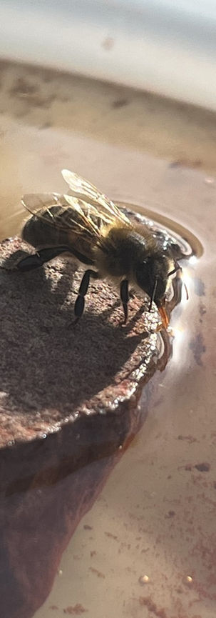 Bee Drinking.jpg