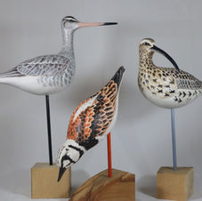 Balck-tailed godwit, curlew, turnstone
