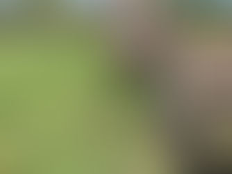 Safari Lake Geneva WI