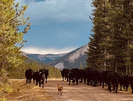 Picture Credit: Plateau Cattle Co.