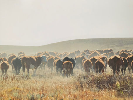 2025 TESA Nominee Profile: Saskatchewan—Mark and Karin Elford, Elford Ranch