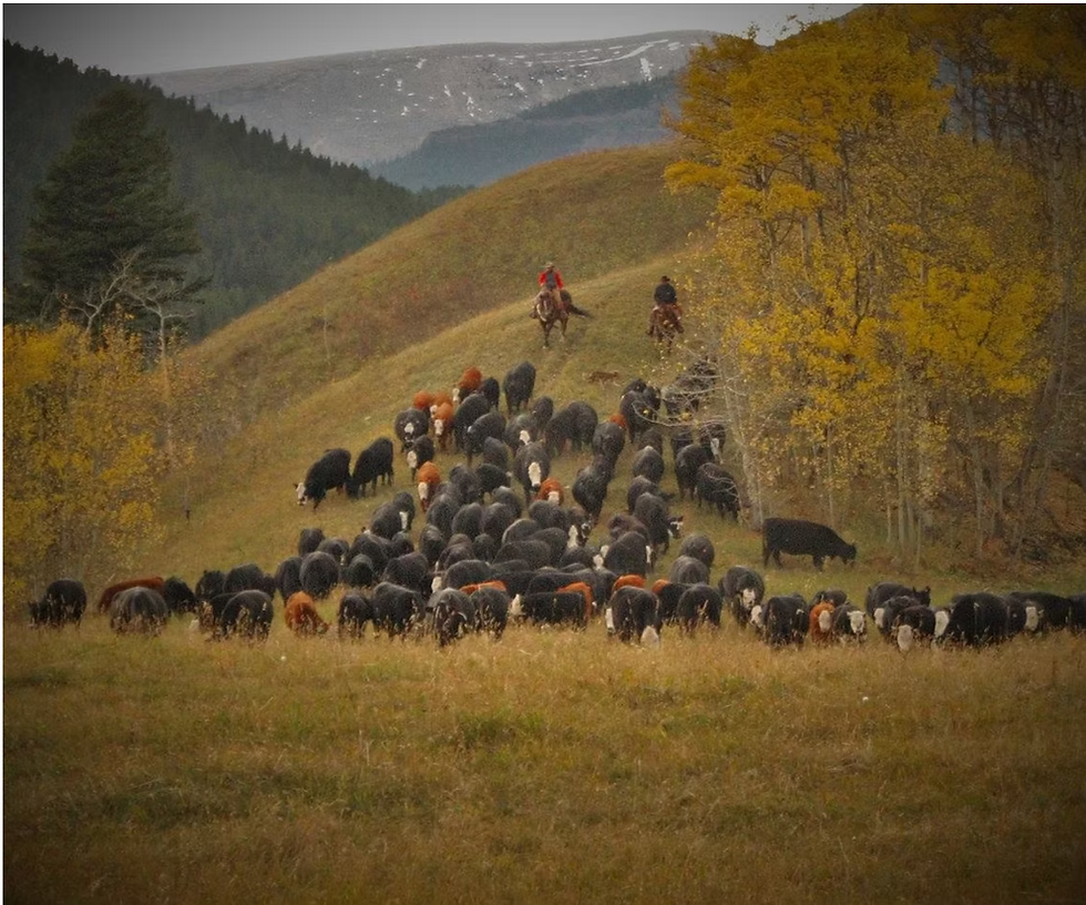 Picture Credit: Plateau Cattle Co.