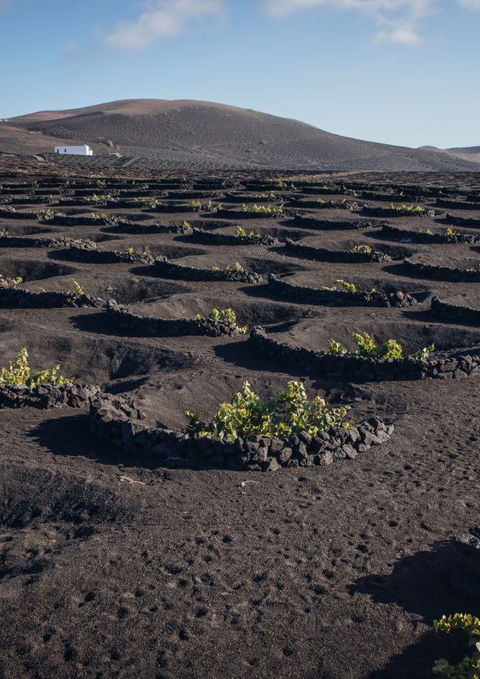Vast, arid, or volcanic landscape with rows of small, dark plants growing in the unique soil (e.g., a vineyard in Lanzarote).