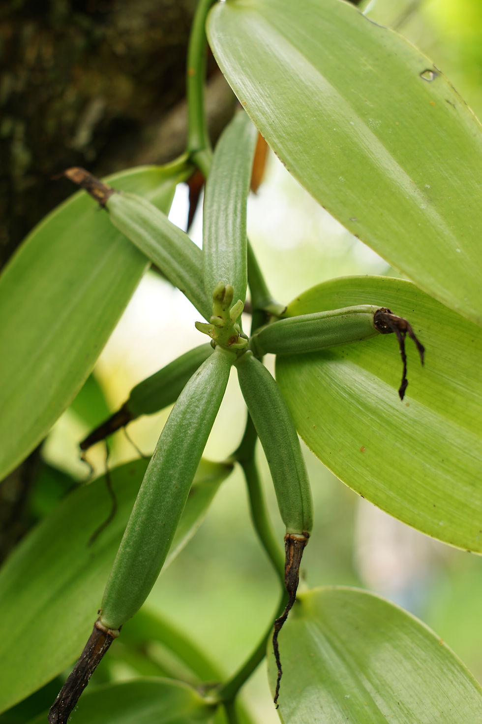 Miniatura: Esqueje de Vainilla Cobanensis