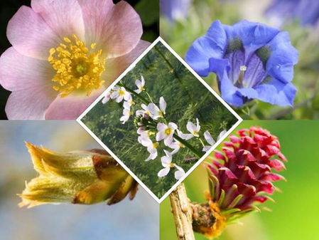 Succeed in Competitions with Bach flowers