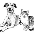 Un lévrier et un chat se reposent l'un à coté de l'autre