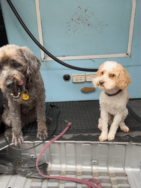 An older, bigger brown fluffy dog and smaller younger white and golden dog wait for treats