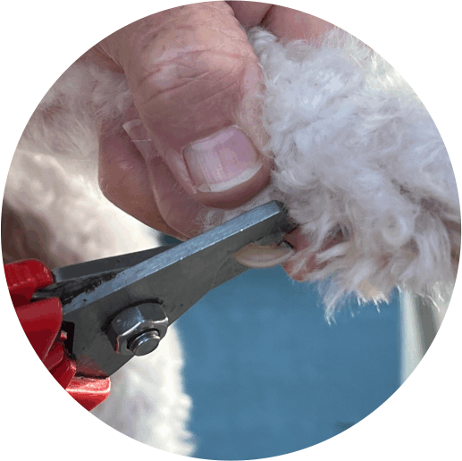 Dog Nail Trim