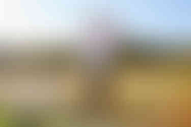 Father and child during a natural bluebonnet photo session in Austin, Texas