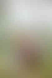 Maternity photo of a couple with their golden retriever at their backyard garden in Austin, celebrating the upcoming baby.