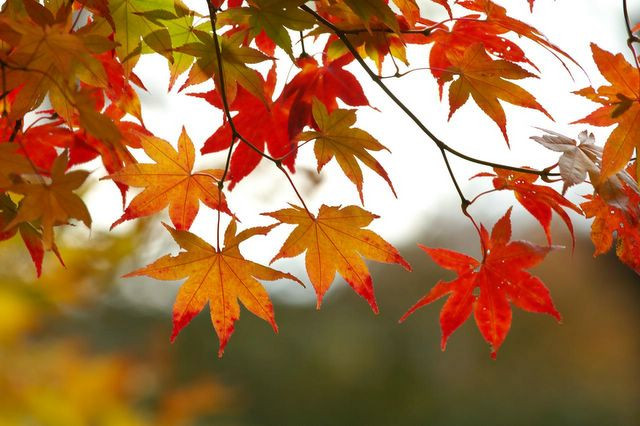 Fall leaves