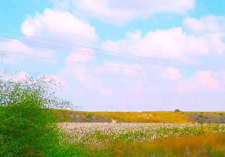 Cotton Skies