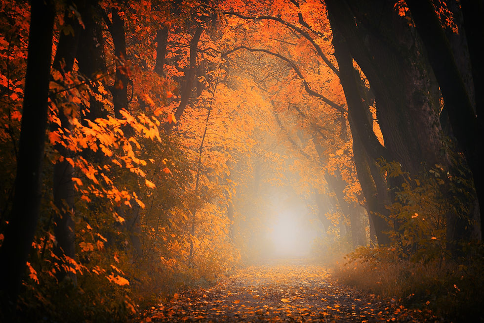 jplenio-light-3130988.jpg