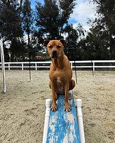 Best dog boarding in San Diego