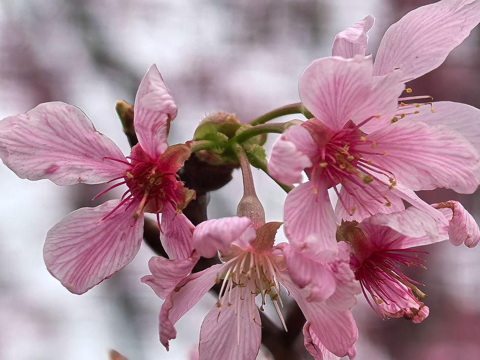Tung Chung Cherry Blossom