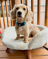Best dog boarding in San Diego