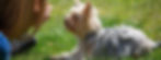 TailWags_edited.jpg