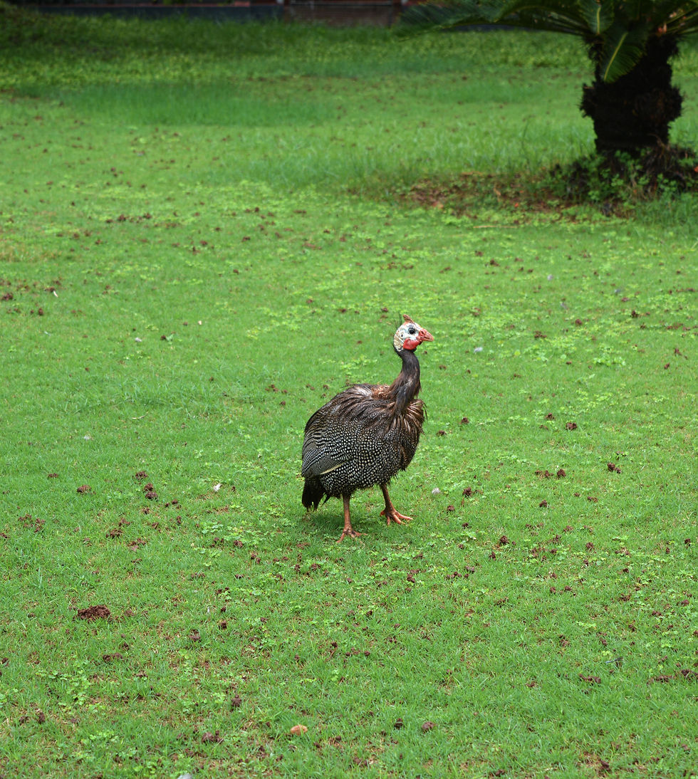 Guineafowl at Bylakuppe Golden Temple, Tibetian Monarch Nikon D5200 | f6.3 | 1/160 sec | ISO-200 | 55mm