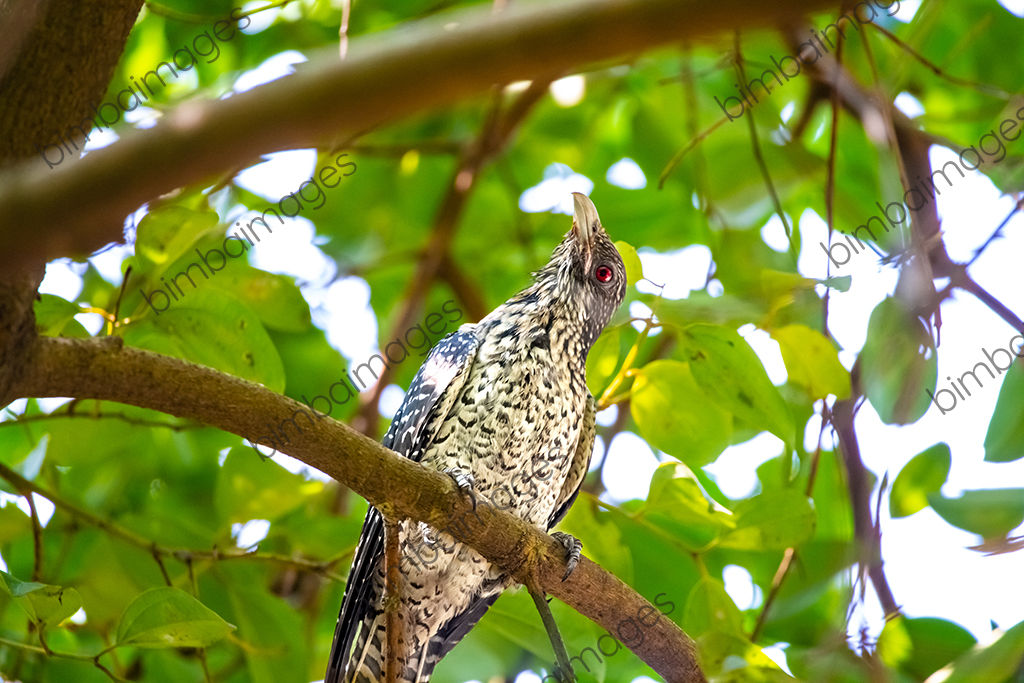 Asian Koel Female