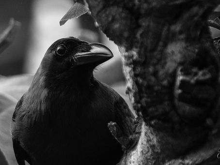 ನಮ್ಮವರು