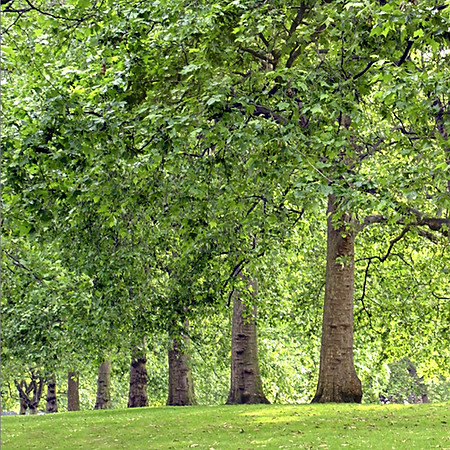 Tree Lined Park