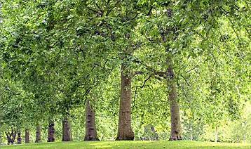 Gesäumte Park