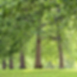 Tree Lined Park