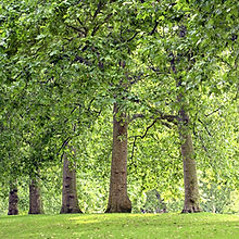Tree Lined Park