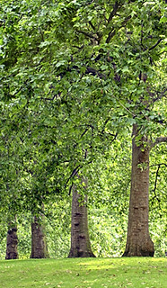 Tree Lined Park