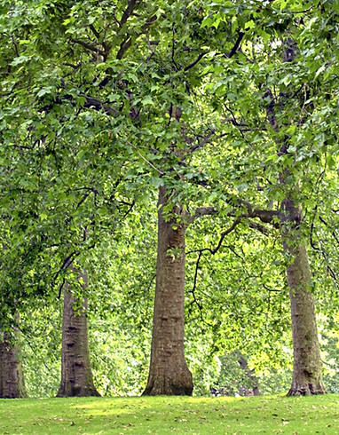 Tree Lined Park