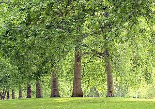 St Stephen’s Green Park, Dublin, Ireland_edited.jpg
