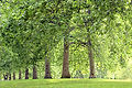 Albero foderato Parco