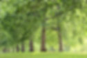Дерево Подкладка Park