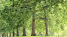 Tree Lined Park