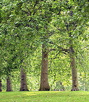 Tree Lined Park