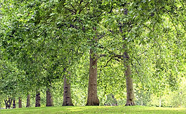 Alineado árbol Parque