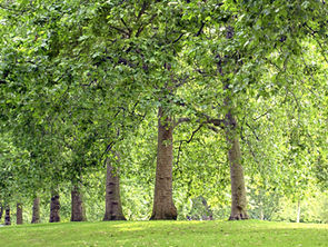 Plant a tree before it's too late