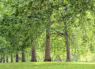 Tree Lined Park