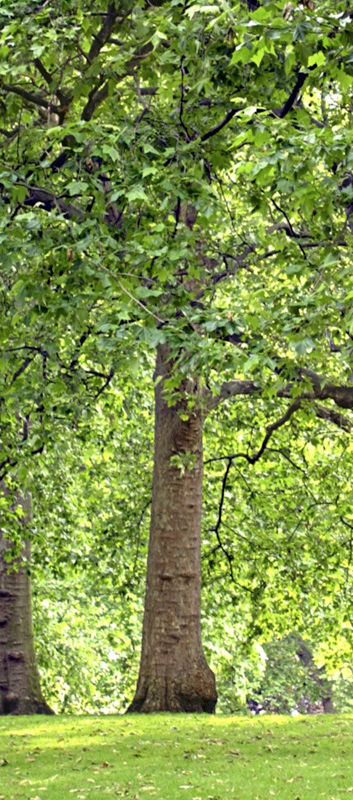 Tree Lined Park