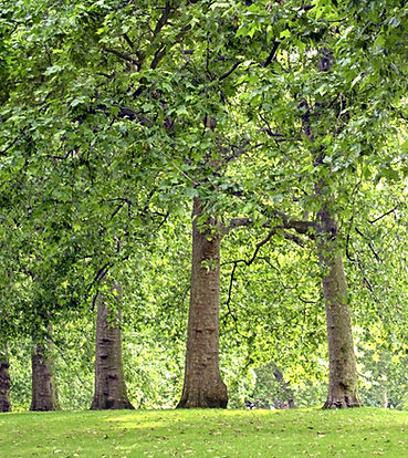 Tree Lined Park