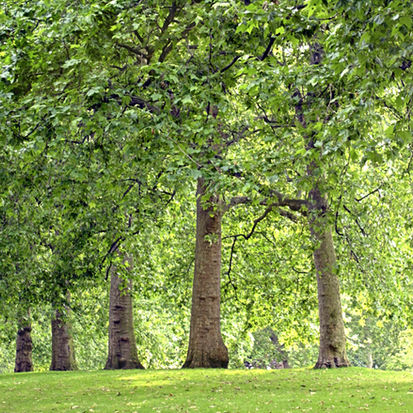 Shropshire Council Community Tree Scheme 2023/24