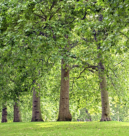 Tree Lined Park