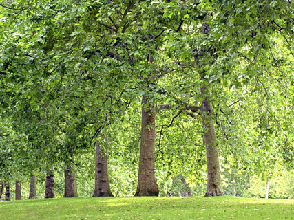 Tree Lined Park